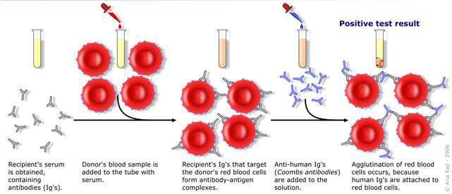 (b) Indirect Coomb's Test If it is necessary to know whether a serum sample has antibodies directed against a particular red blood cell and you want to be sure that you also detect potential non-