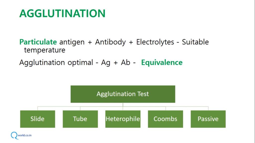 detected by agglutination (clumping) of the antigen.