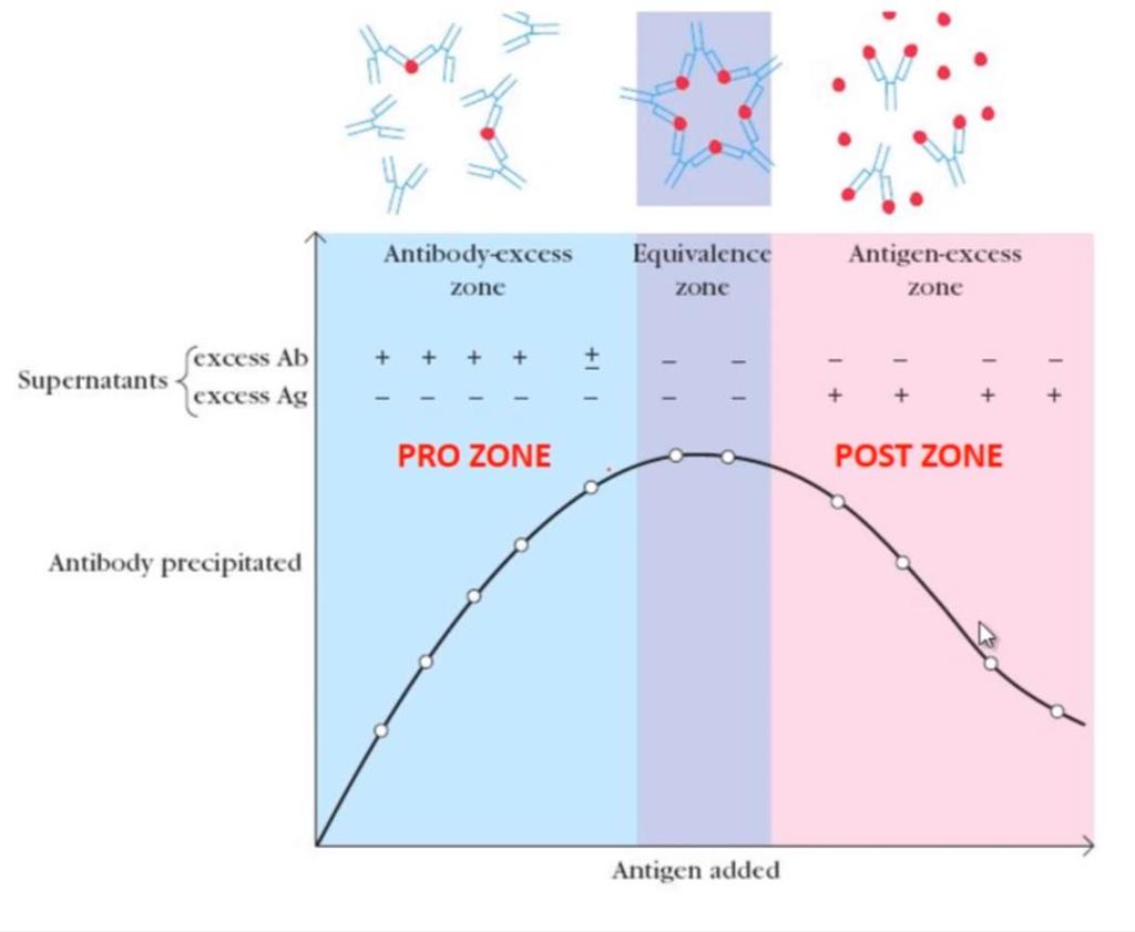 LATTICE THEORY Zone of antibody excess (Prozone) precipitation is inhibited and antibody not bound to antigen can be detected in the supernatant Zone equivalence Maximal precipitation in which