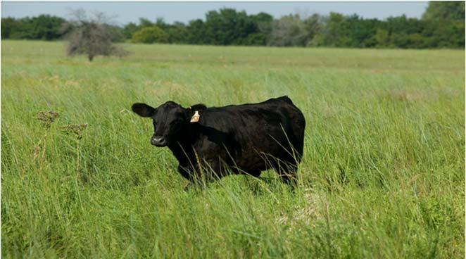 WW 205d WW % Weaned Cow s Weight 1308 1305 1252 Calf s Weaning Weight Calf s 205 Day Adj.