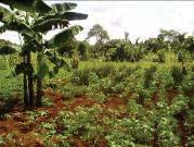 Yost) Tropical Plant & Soil Sciences University of Illinois (J. Bello Brava, B. Pittendrigh) Communication/Agricultural Extension Makerere University, Uganda (M. Tenywa, H.