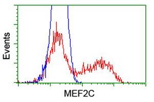 HEK293T cells transfected with either RC220584 overexpress plasmid(red) or empty vector control plasmid(blue)