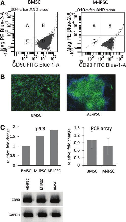Supplementary Data In Vivo Bone Formation by impcs Materials and methods Induced pluripotent stem cell (ipsc)-derived mesenchymal stem cell (MSC)-like progenitor cells (impcs) (1 10 6 M-iMPC-GMs in