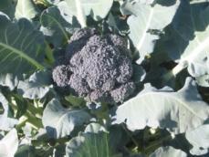 (OREI) National Organic/Conventional Broccoli