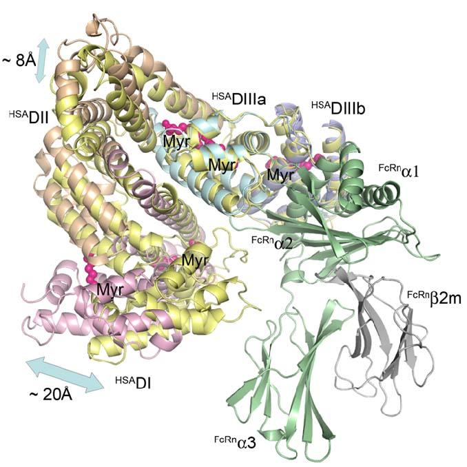 Supplementary Figure S8. Predicted conformational change in HSA-hFcRn upon binding of fatty acids.