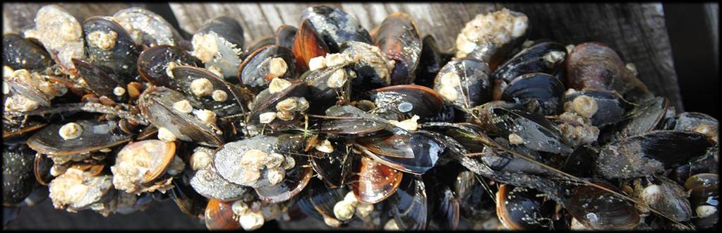 THE SOCIETAL VALUE OF FARMING 50,000 T MUSSELS Production of marine proteins Financially and enviromentally effective means of cleaning the Danish coastal areas. Remove 500-600 t N.