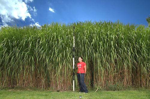 ethanol Sugarcane Biofuel