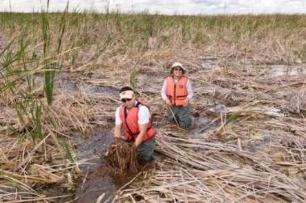 Impacts of Deep Water Inundation Pulses on Cattail