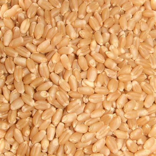 WHEAT PROCESSING IN INDIA Whole Wheat Milling Stone Mill Whole Wheat Flour (atta) Wheat Flour