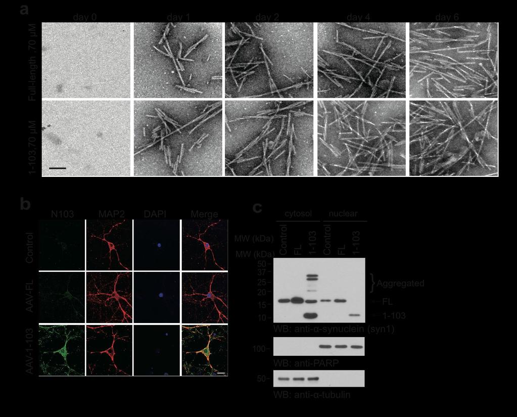 Supplementary Figure 6 Aggregation of full-length α-synuclein and 1 103 fragments in vitro.