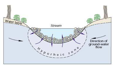 The Hyporheic Zone: In many stream settings, surface water flows through short segments of its adjacent bed and banks and then back into the stream. This subsurface zone is called the hyporheic zone.