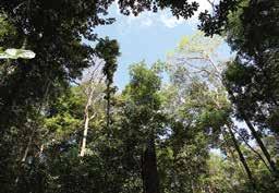 ETFRN NEWS 58: JUNE 2017 zero deforestation commitments and sustainable forest management practices.