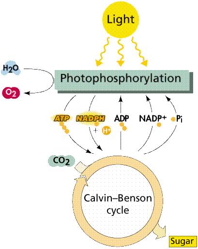Two Stages of Photosynthesis Light Reactions: Light energy is utilized by chlorophyll molecules to split water molecules electrons from this process are used to create two high-energy phosphate