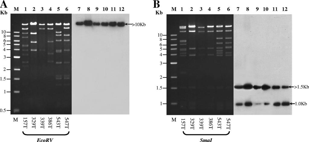 KPC-2 probe (B). Lane M, Lambda Ladder PFG Marker (New England Biolabs, Boston, MA); lanes 1 to 12, E. coli clinical isolates (D) and their respective transformants (T).
