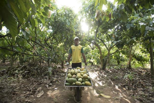 Our signature program, Cocoa Life, aims to create empowered cocoa farmers in thriving