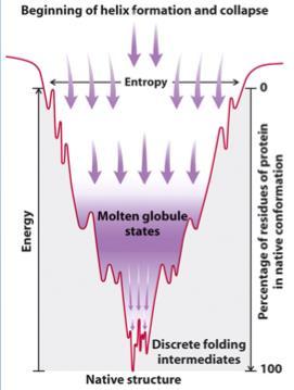 Molten Globule State (MG) it is an intermediate of the folding transition U MG F it is a compact globule, yet expanded over a native radius native-like secondary structure it has a slowly fluctuating