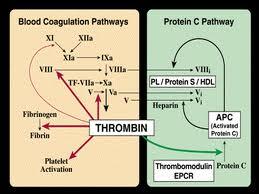 Coagulation Simplified: It s All About Thrombin Labile Factors: XI VIII V
