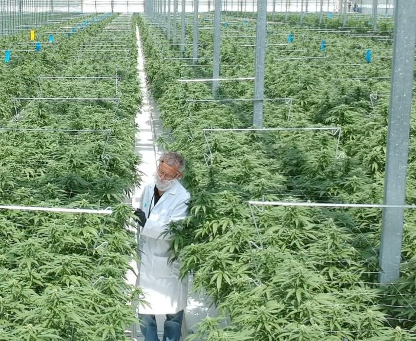 GOAL: Be the Low-Cost, High-Quality Cannabis Producer in Canada 12 Ingrained culture of high-quality, low-cost production built over decades Greenhouse growing provides significant capital and