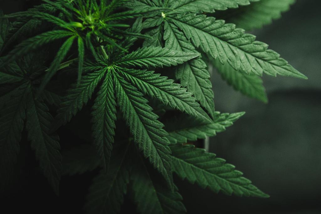 Canadian Legal Cannabis: $4B+ in 2019 1 US Legal
