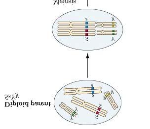 Meiosis Explains Independent Assortment Of Alleles (On Different
