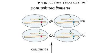 determine where Chromosome w/ Y or y allele goes Chromosome w/ Y or y