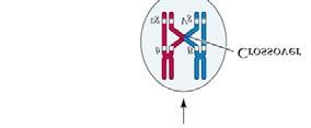 chromosomes during Meiosis
