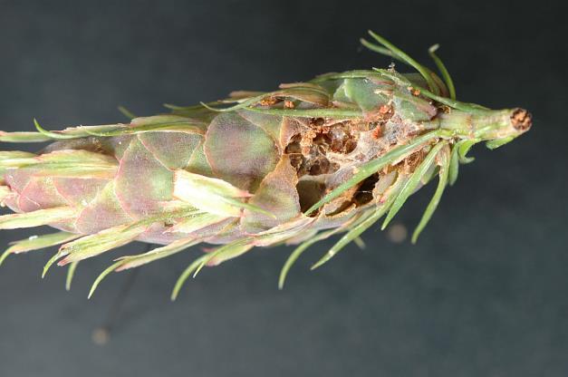 cone and seed insects =Conophytes Facultative about 45 species in Canada Cone independent - May feed on cones, doesn t have to