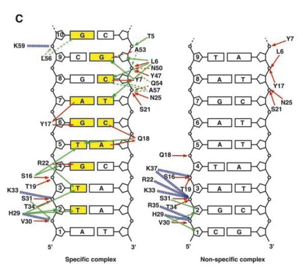 Lac repressor Folding only upon binding to specific DNA