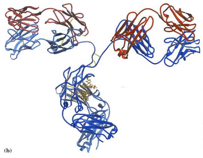 Antigen-binding site Antigen-binding site is formed by close