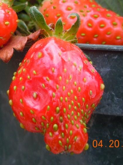 The ever-bearing trait is desirable for growers because once the strawberry plant flowers, it will continue to flower and produce fruit several times in a growing season as opposed to short day