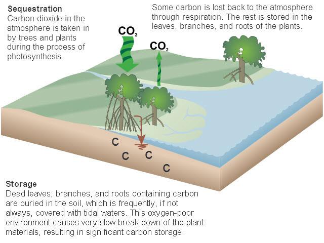 Blue carbon We have overlooked the key role coastal marine ecosystems -
