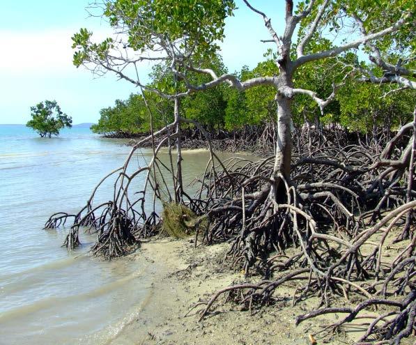 Coastal ecosystem services Mangroves, tidal marshes and seagrasses support coastal water quality, healthy fisheries, and