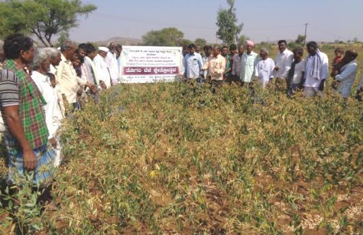 The Integrated Crop Management technologies in Redgram (TS-3R) variety were demonstrated in 20 hectares in 50 farmers fields.