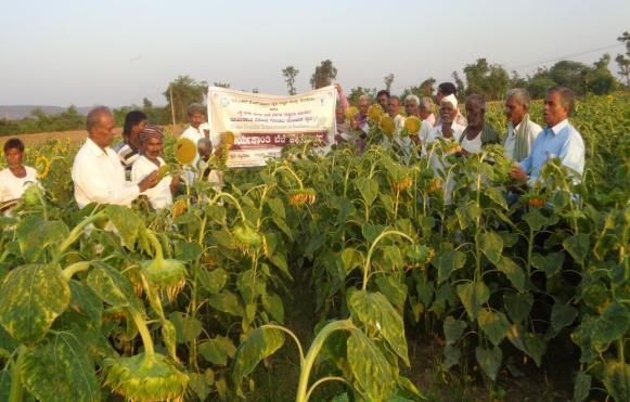 IV) Field Day on Nutri-Farms: The field day on Nutri-Farms was organised at Basapur village of Gadag block on 19-11-2018 in Shri Malleshappa Yallappa Neelgund s field. Smt.