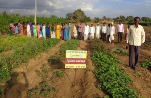Yallavva Basavaneppa Kavalur, Member, Pattana Panchayat and Progressive Farmer Shri Kavalur were also present in the field day.