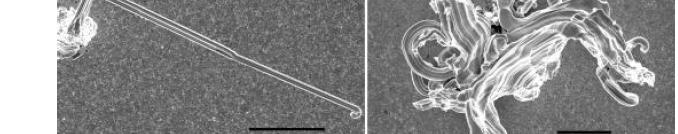 Tin Whiskers on SnCu electrodeposit
