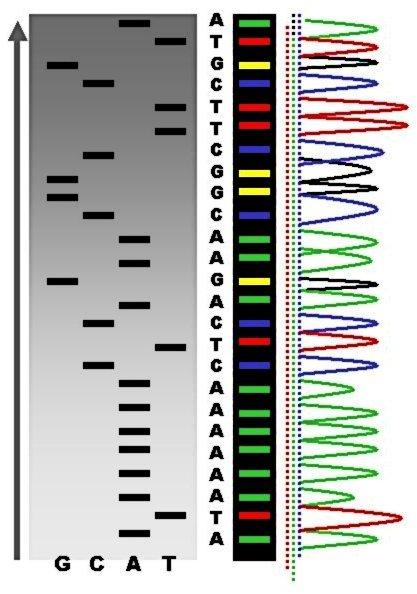 sequencing Millions of DNA molecules