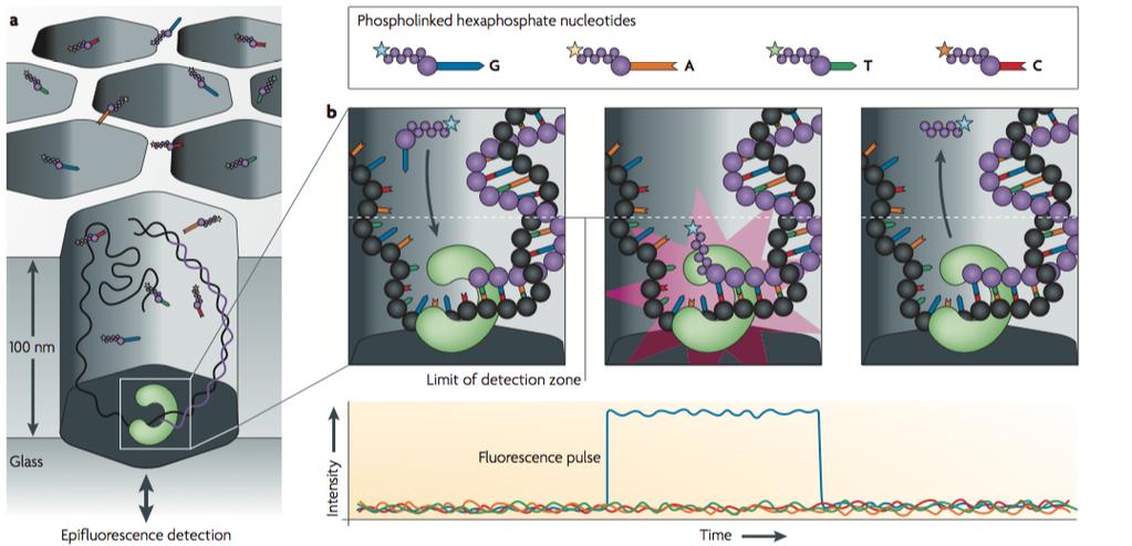 Single Molecule Sequencing: Fluorescent Fluorophores are attached to the
