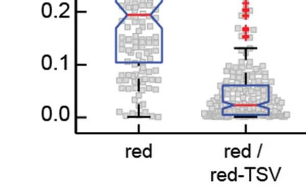 FigureS10. Comparison of red cone opsin homodimerization with heterodimerization of WT red cone opsin and red-tsv.
