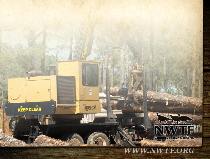 Timber Harvest Contact a Consulting