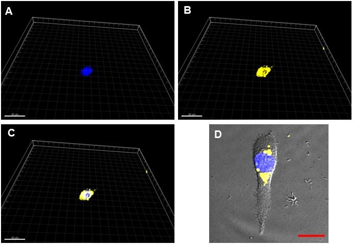 Fig. S14 Corresponding the three-dimensional map of T-1080 cells for incubation with 3.0 M TCTP for 12h, and then 3 M oechst 33258 for 30 min. The white scale bar: 30 μm; the red scale bar: 20 μm.