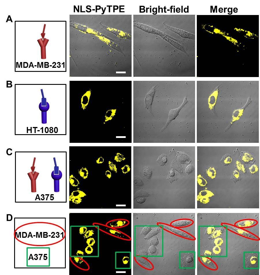 Fig. S18 Fluorescence images of MDA-MB-231 cells (A), T-1080 cells (B), A375 cells (C) and MDA-MB-231 (red ellipse) & A375