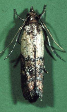 Temperatures and Pressures Indianmeal Moth