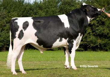 Breeding plan example Holstein VG 1. Screening all born calves in population 2.