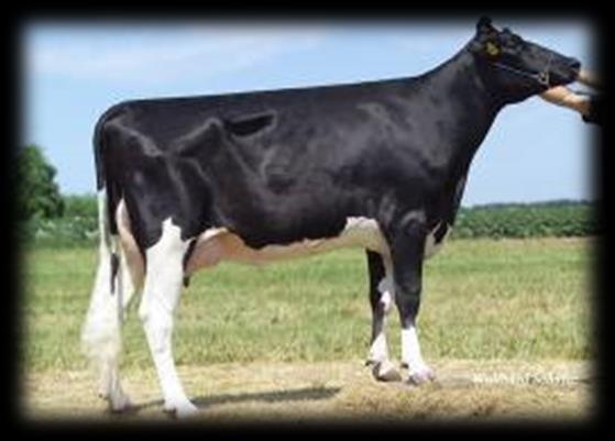 Holstein 371,000 141,000 81,000