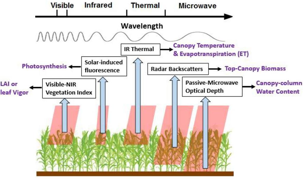 Use of Microwave radiometry T. Pellarin Optical wavelengths have been used for a long time to derive water stress, droughts or yield estimates.