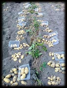 Characteristics typical for an organic potato Typically for a seed crop: Resistance to viruses And of