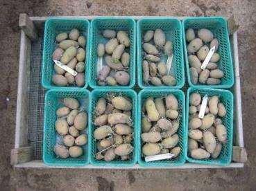 Selection by organic farmer-breeders: Third step: Harvested tubers are stored untill next season and are seed potatoes for the next crop, in which