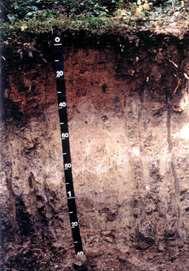 The name Threebear is derived from a creek in Latah County, Idaho. Surface layer: yellowish brown silt loam.