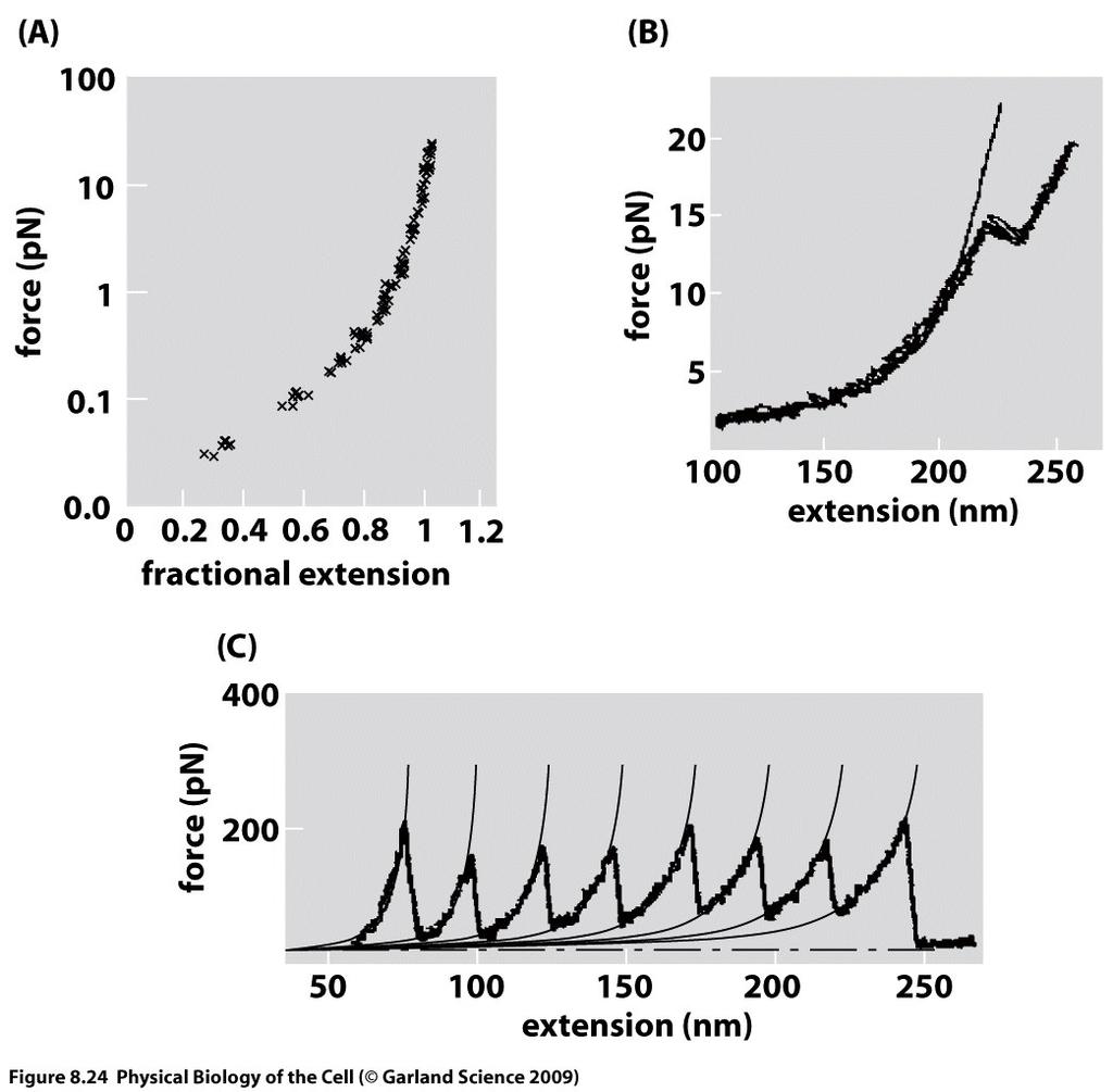 Force-extension curves Copyright Garland Science 2014 Copyright